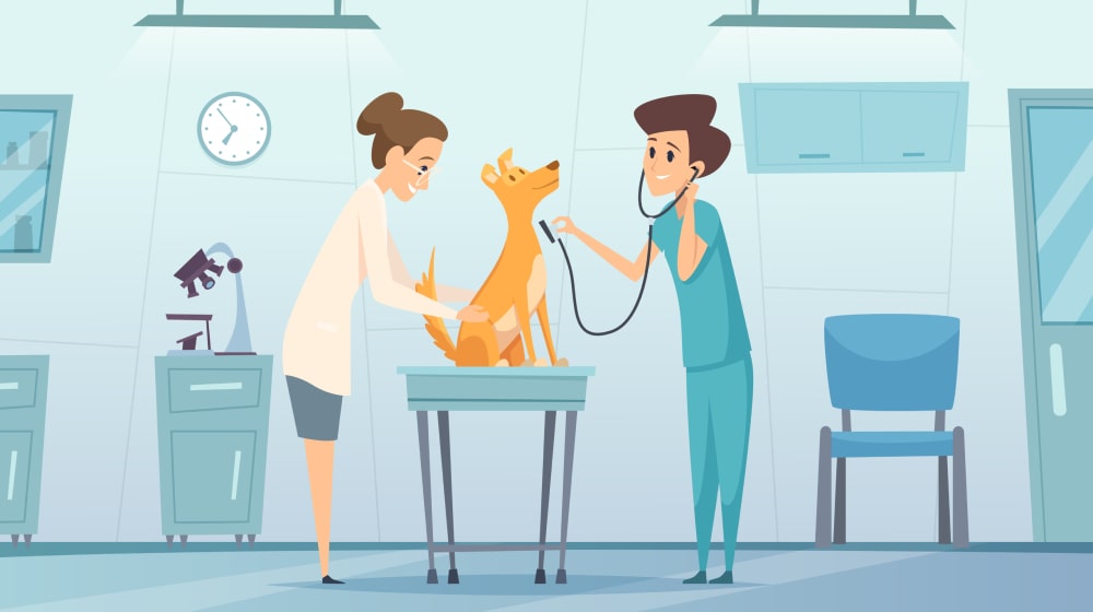 The best vet schools in the U.S. – 2024