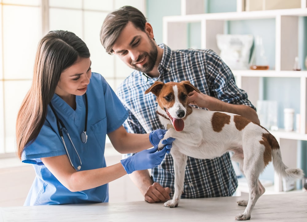 how to become a vet